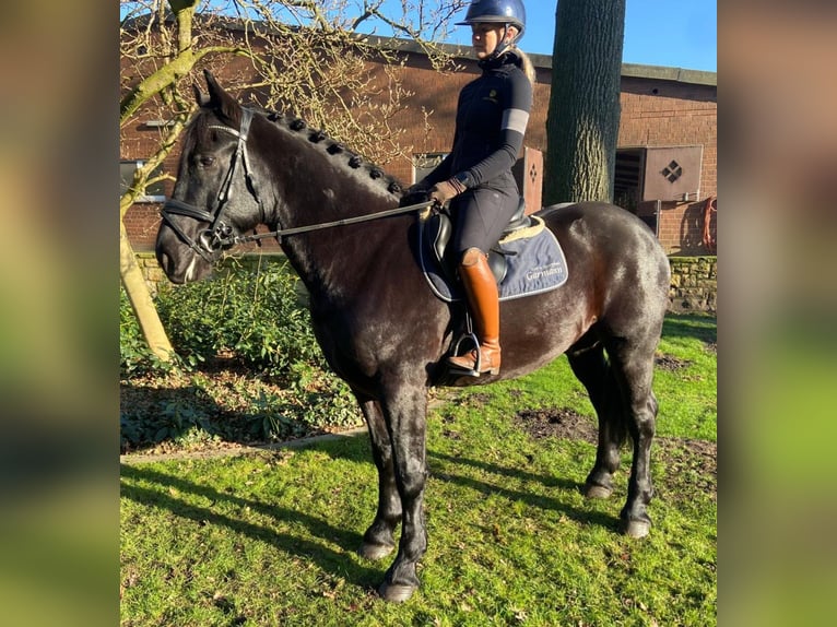 Other Breeds Gelding 5 years 15,2 hh Black in Hopsten