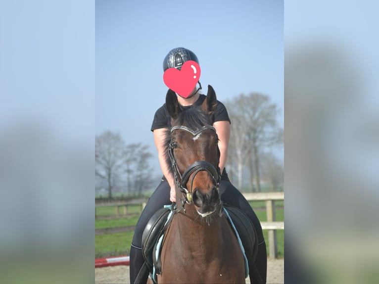 Other Breeds Gelding 5 years 15.2 hh Brown in Breda