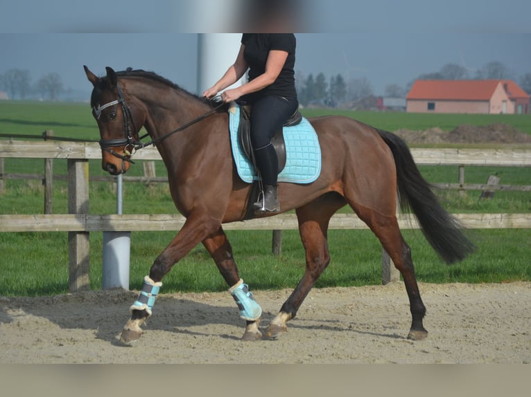 Other Breeds Gelding 5 years 15.2 hh Brown in Breda