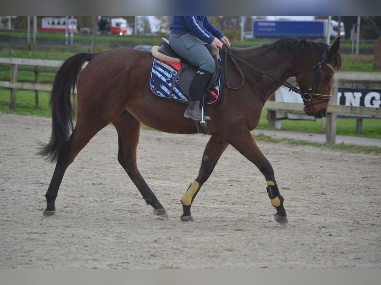 Other Breeds Gelding 5 years 15,3 hh Brown in Breda