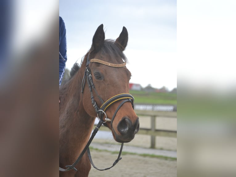 Other Breeds Gelding 5 years 15,3 hh Brown in Breda