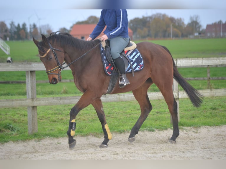 Other Breeds Gelding 5 years 15,3 hh Brown in Breda