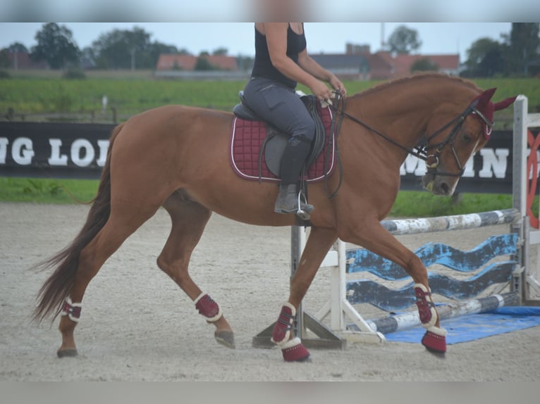 Other Breeds Gelding 5 years 15,3 hh Chestnut-Red in Breda