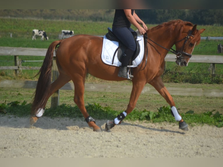 Other Breeds Gelding 5 years 15,3 hh Chestnut-Red in Breda