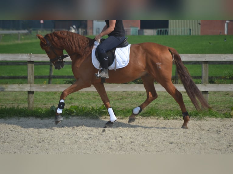 Other Breeds Gelding 5 years 15,3 hh Chestnut-Red in Breda