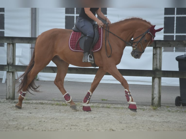 Other Breeds Gelding 5 years 15,3 hh Chestnut-Red in Breda