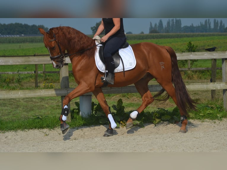 Other Breeds Gelding 5 years 15,3 hh Chestnut-Red in Breda