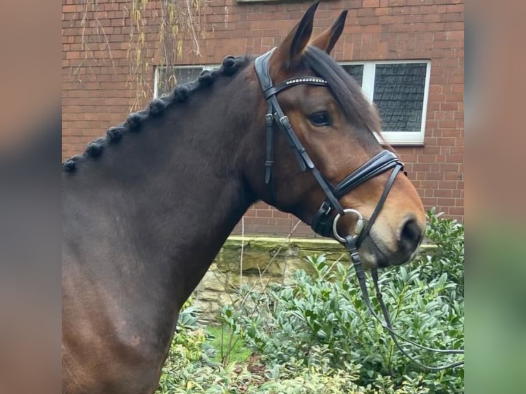 Other Breeds Gelding 5 years 15 hh Brown in Hopsten