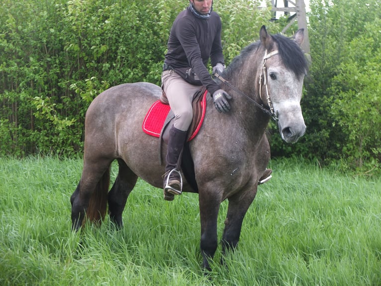 Other Breeds Gelding 5 years 15 hh Gray-Dapple in Buttstädt