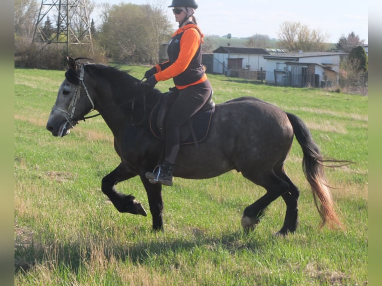 Other Breeds Gelding 5 years 15 hh Gray-Dapple in Buttstädt