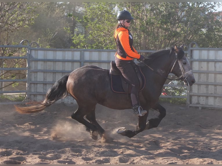 Other Breeds Gelding 5 years 15 hh Gray-Dapple in Buttstädt