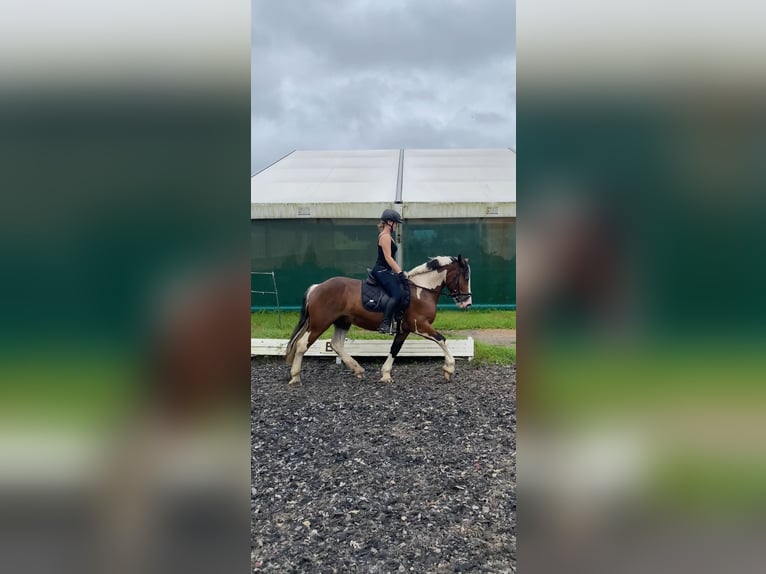 Other Breeds Gelding 5 years 15 hh Pinto in Berlin