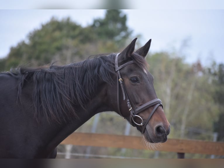 Other Breeds Gelding 5 years 15,1 hh Bay-Dark in Achtmaal