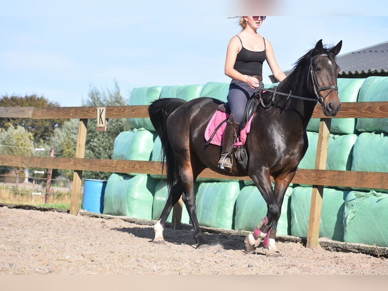 Other Breeds Gelding 5 years 15,1 hh Bay-Dark in Achtmaal