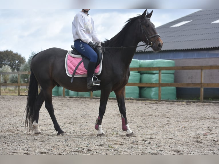 Other Breeds Gelding 5 years 15,1 hh Bay-Dark in Achtmaal
