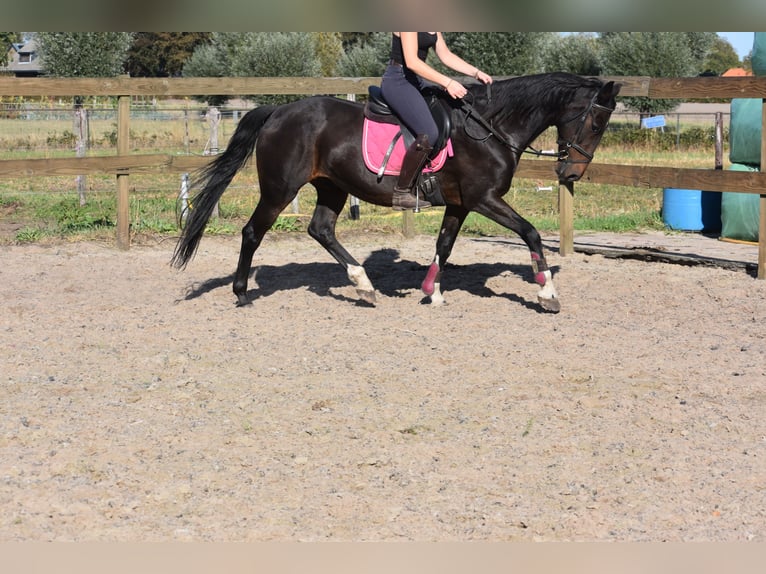 Other Breeds Gelding 5 years 15,1 hh Bay-Dark in Achtmaal