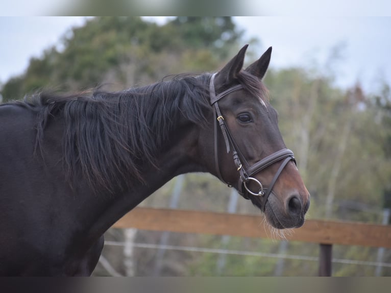 Other Breeds Gelding 5 years 15,1 hh Bay-Dark in Achtmaal