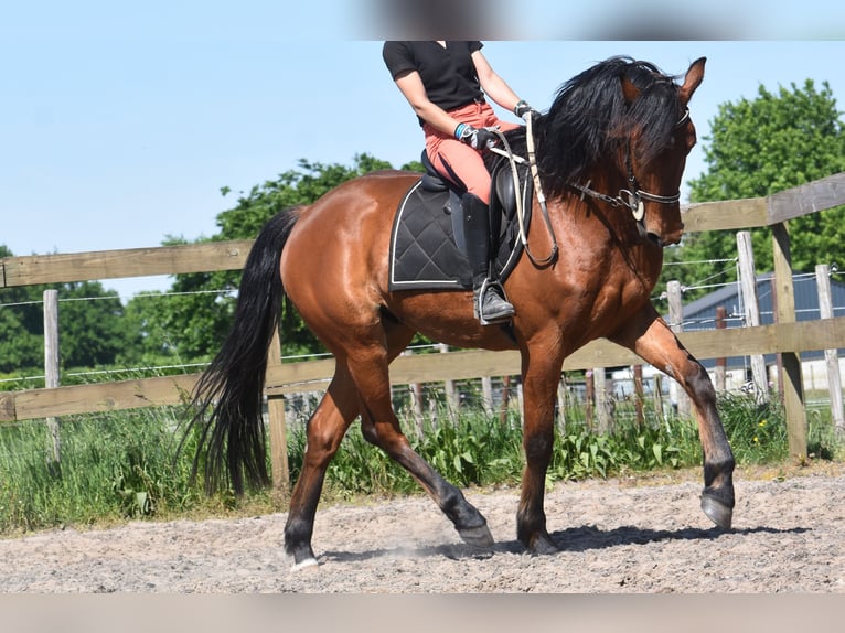 Other Breeds Gelding 5 years 15,1 hh Brown in Achtmaal