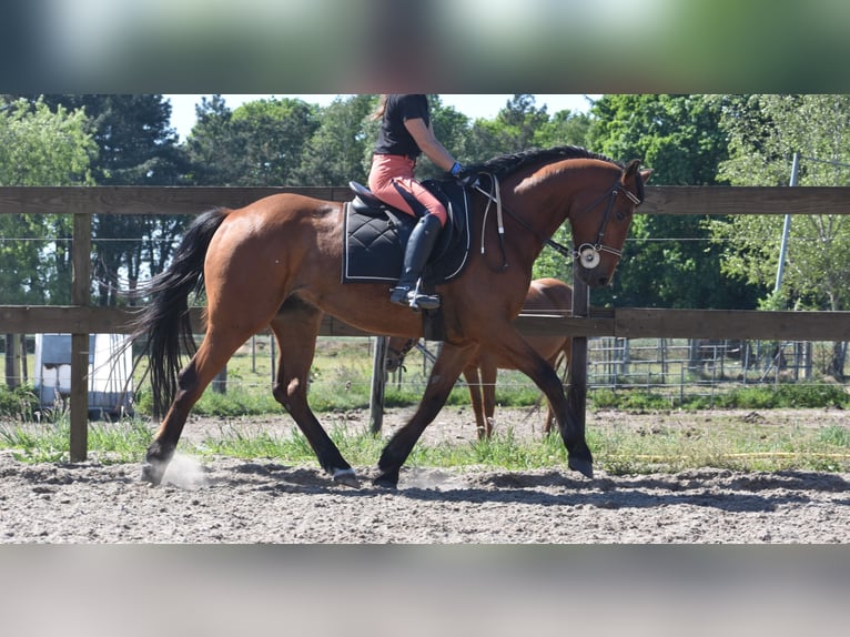 Other Breeds Gelding 5 years 15,1 hh Brown in Achtmaal