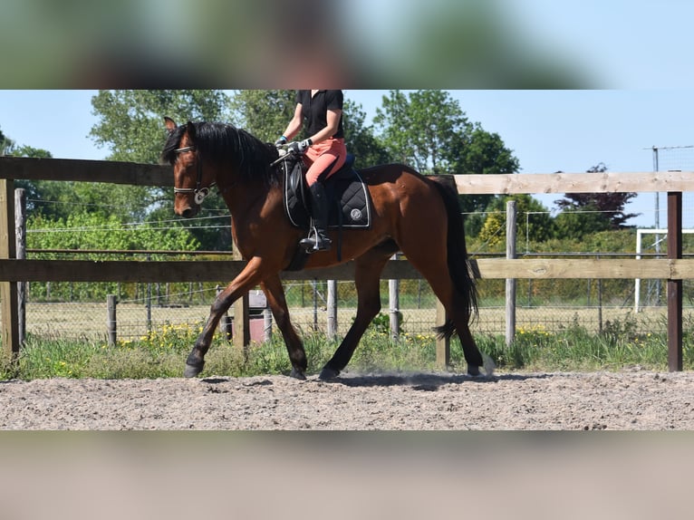 Other Breeds Gelding 5 years 15,1 hh Brown in Achtmaal