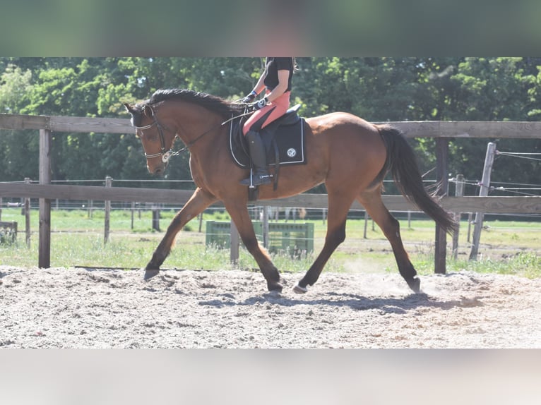 Other Breeds Gelding 5 years 15,1 hh Brown in Achtmaal