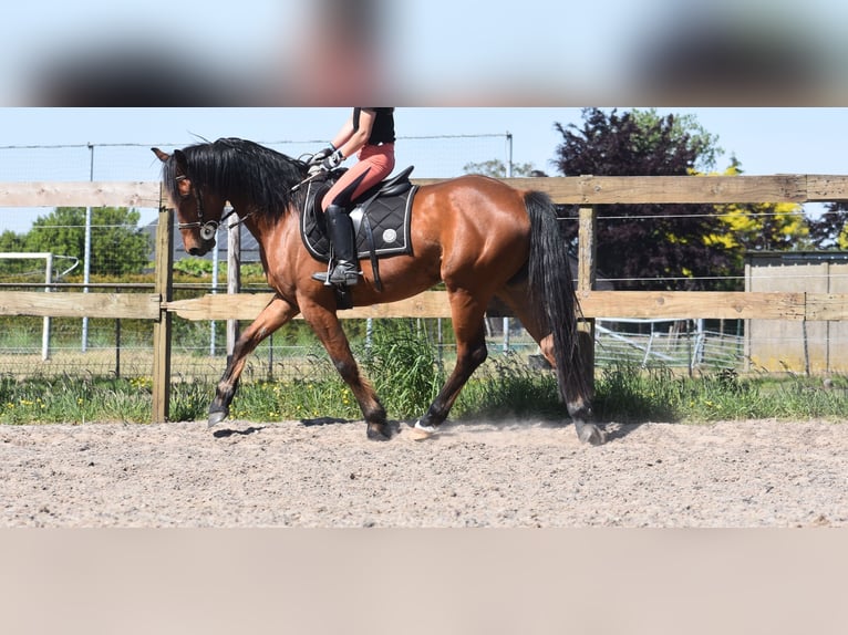 Other Breeds Gelding 5 years 15,1 hh Brown in Achtmaal