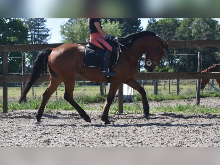 Other Breeds Gelding 5 years 15,1 hh Brown in Achtmaal