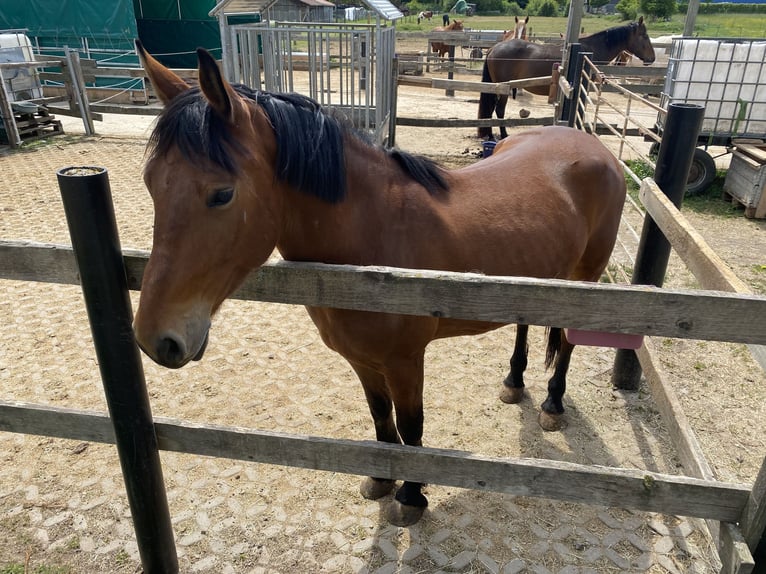 Other Breeds Mix Gelding 5 years 15,1 hh Brown in Gem&#xFC;nden (Wohra)