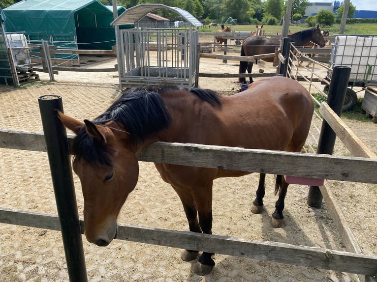 Other Breeds Mix Gelding 5 years 15,1 hh Brown in Gem&#xFC;nden (Wohra)