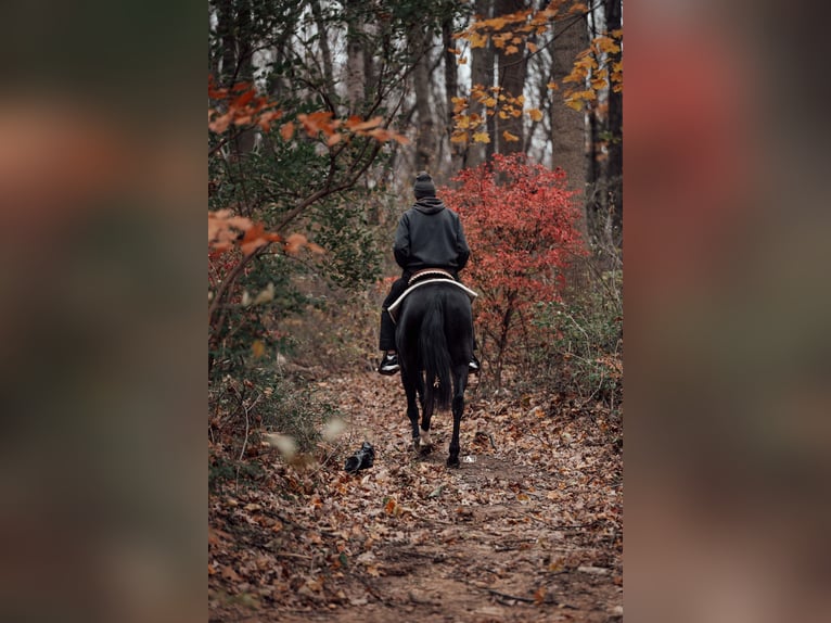 Other Breeds Gelding 5 years 15,2 hh Black in Kirkwood