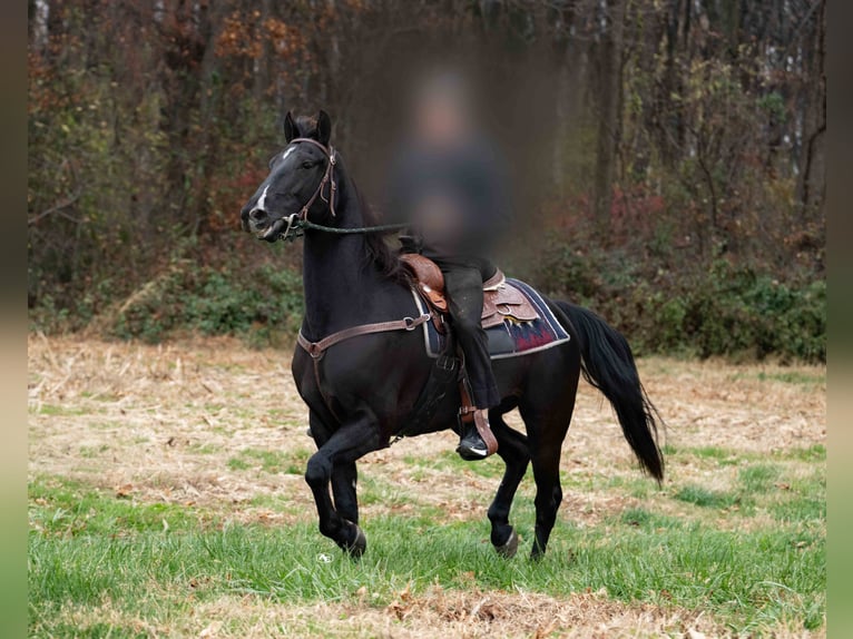 Other Breeds Gelding 5 years 15,2 hh Black in Kirkwood