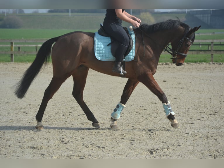 Other Breeds Gelding 5 years 15,2 hh Brown in Breda