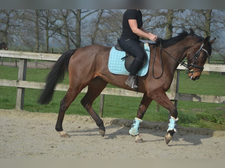 Other Breeds Gelding 5 years 15,2 hh Brown in Breda