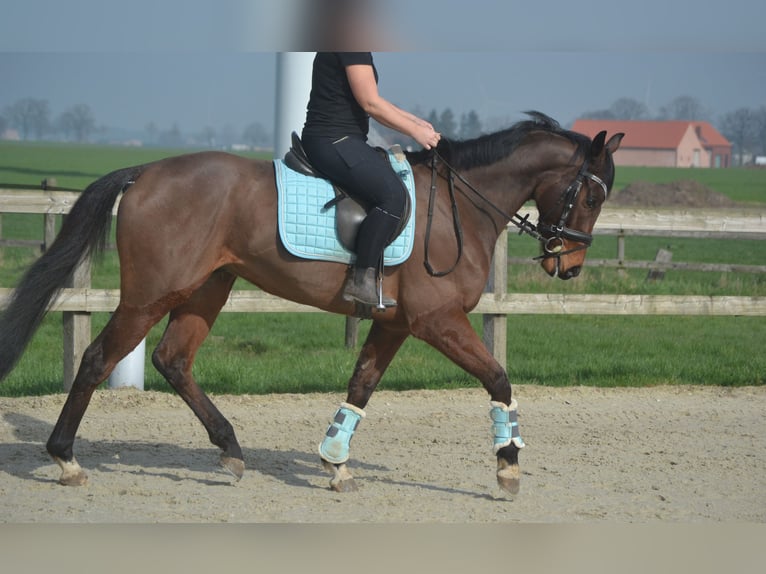 Other Breeds Gelding 5 years 15,2 hh Brown in Breda