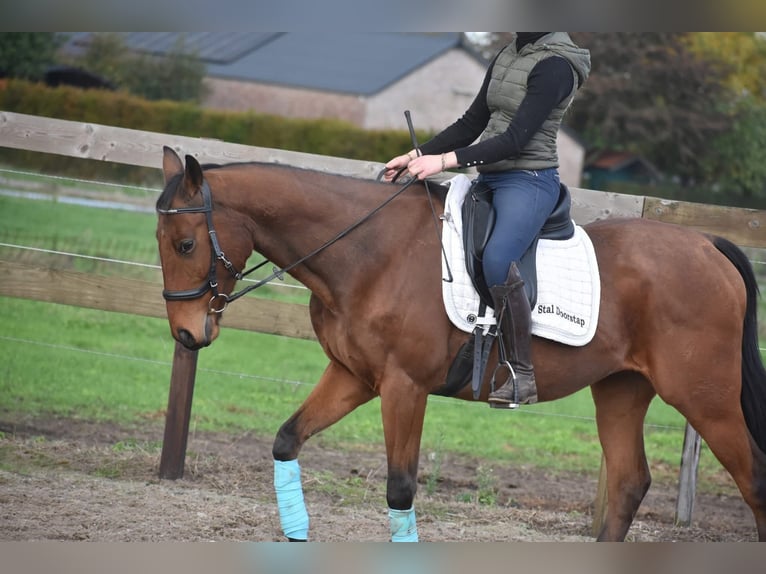 Other Breeds Gelding 5 years 15,2 hh Brown in Achtmaal