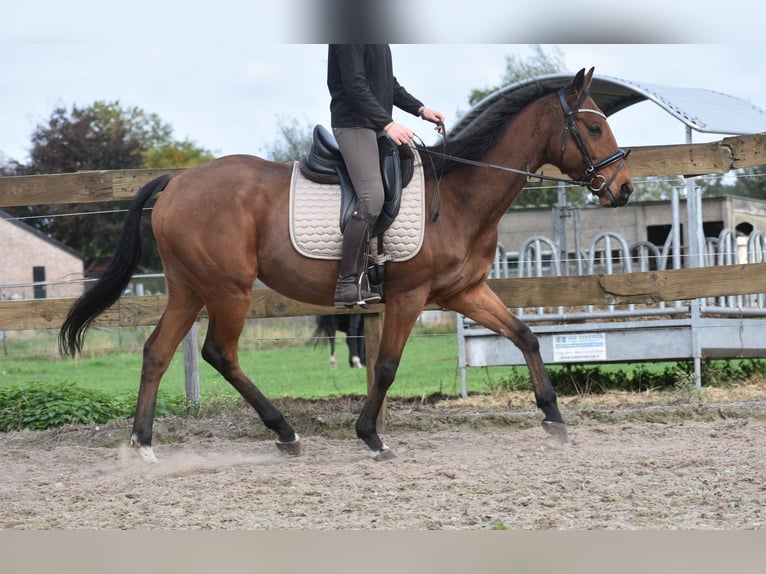 Other Breeds Gelding 5 years 15,2 hh Brown in Achtmaal