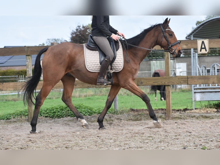 Other Breeds Gelding 5 years 15,2 hh Brown in Achtmaal