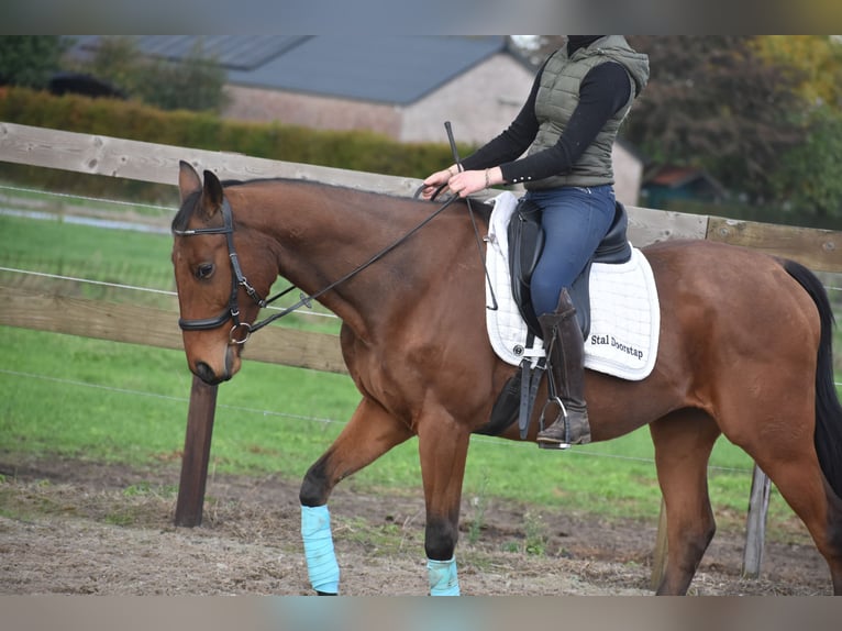 Other Breeds Gelding 5 years 15,2 hh Brown in Achtmaal Other Breeds Gelding 5 years 15,2 hh Brown in Achtmaal