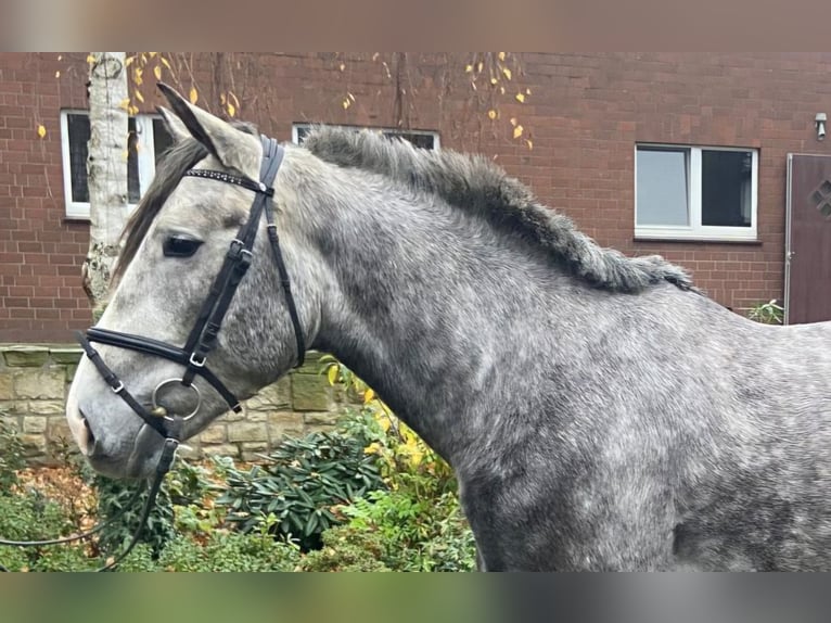 Other Breeds Gelding 5 years 15,2 hh Grey in Hopsten