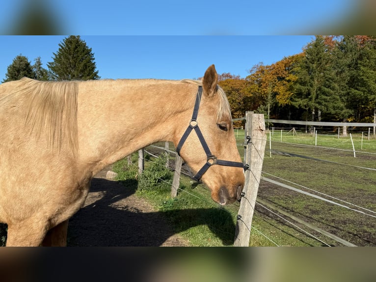 Other Breeds Mix Gelding 5 years 16.1 hh Palomino in Soltau