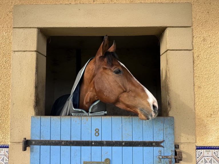 Other Breeds Gelding 5 years 16 hh Bay in Pau