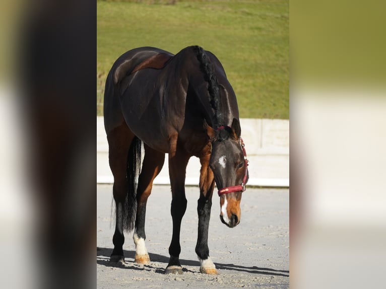 Other Breeds Gelding 5 years 16 hh Brown in Nettersheim