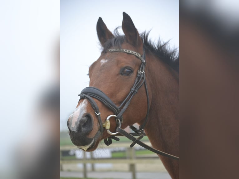 Other Breeds Gelding 5 years 16 hh Brown in Breda