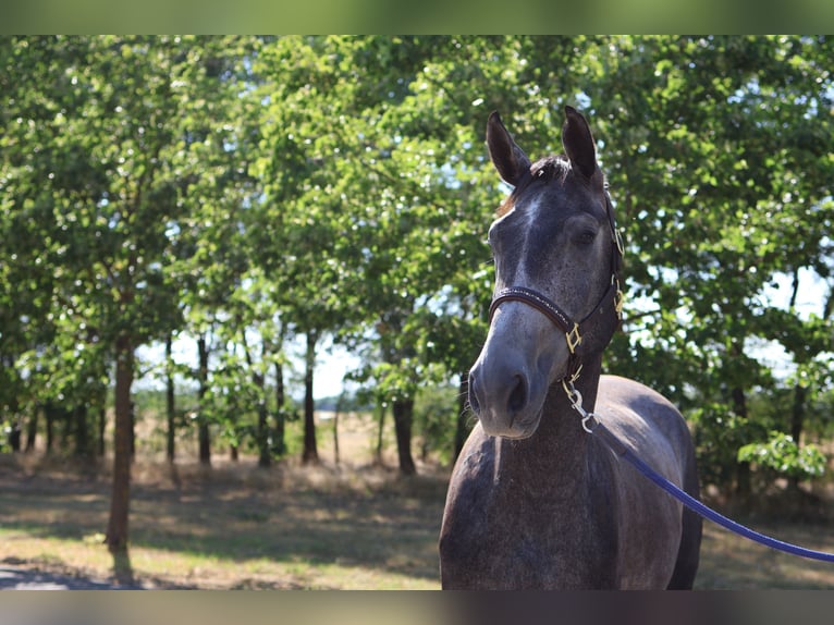 Other Breeds Gelding 5 years 16 hh Grey in GROTE-BROGEL