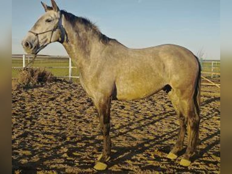 Other Breeds Mix Gelding 5 years 16 hh Grey in Gijon