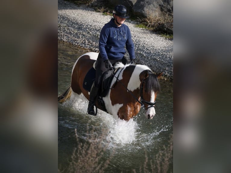 Other Breeds Gelding 5 years 16 hh Pinto in Nettersheim