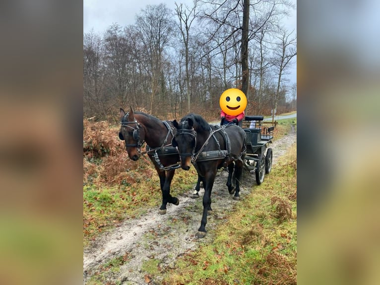 Other Breeds Gelding 5 years 16 hh Smoky-Black in Compiègne