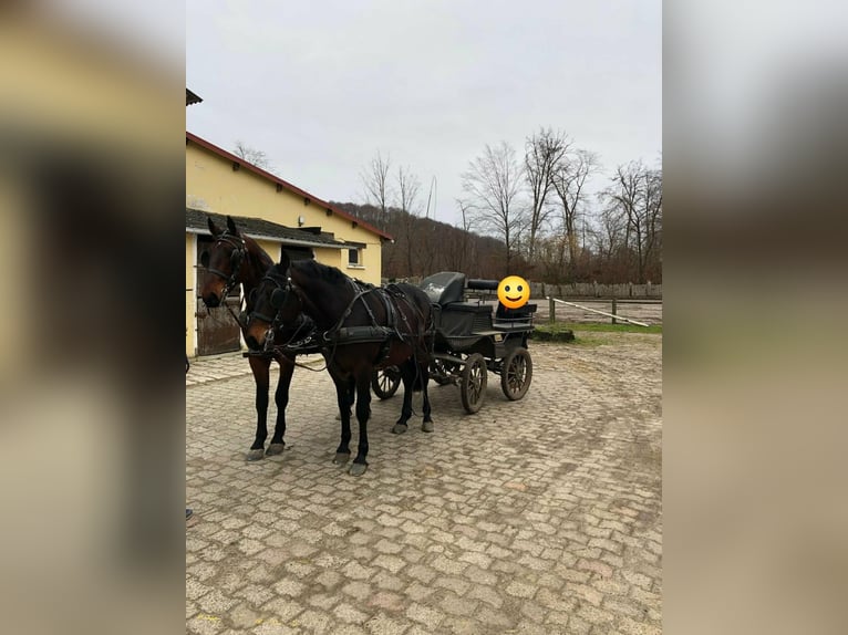 Other Breeds Gelding 5 years 16 hh Smoky-Black in Compiègne