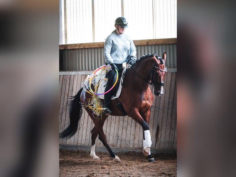 Other Breeds Gelding 5 years 16,1 hh Brown in Nettersheim