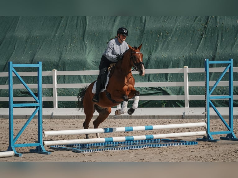 Other Breeds Gelding 5 years 16,1 hh Brown in Nettersheim
